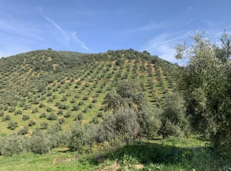Finca olivarera productiva cerca de Adamuz