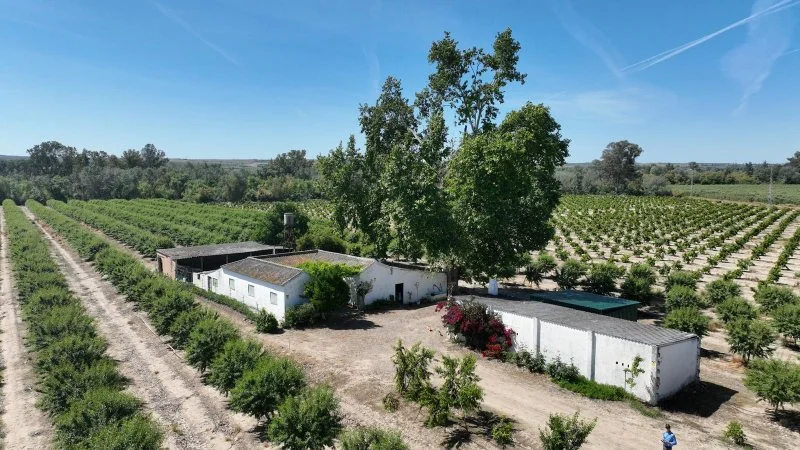 Rural estate with citrus orchard