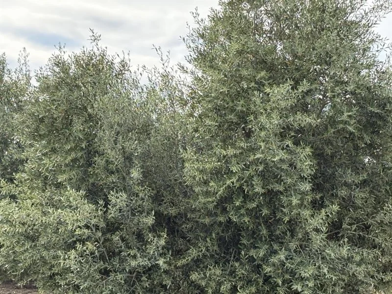 Productive olive farm near Córdoba