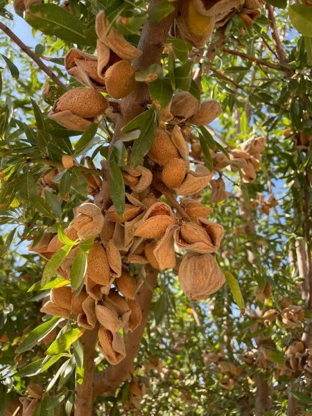 Productive almond farm near Córdoba