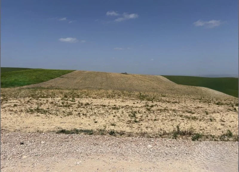 Dryland farm between Bujalance and Castro del Río