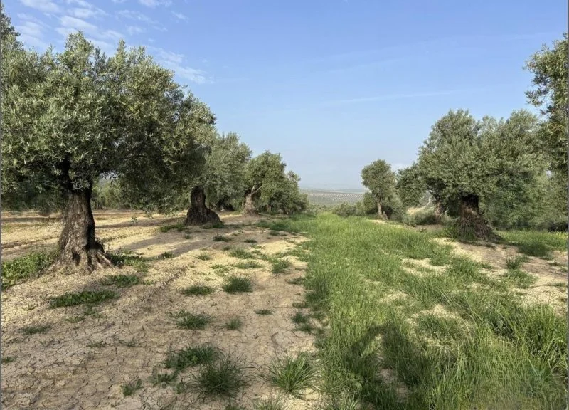 Finca de olivos cerca de Morente, 30.000 m²