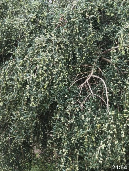 Finca olivarera en Posadas, 76,57 hectáreas