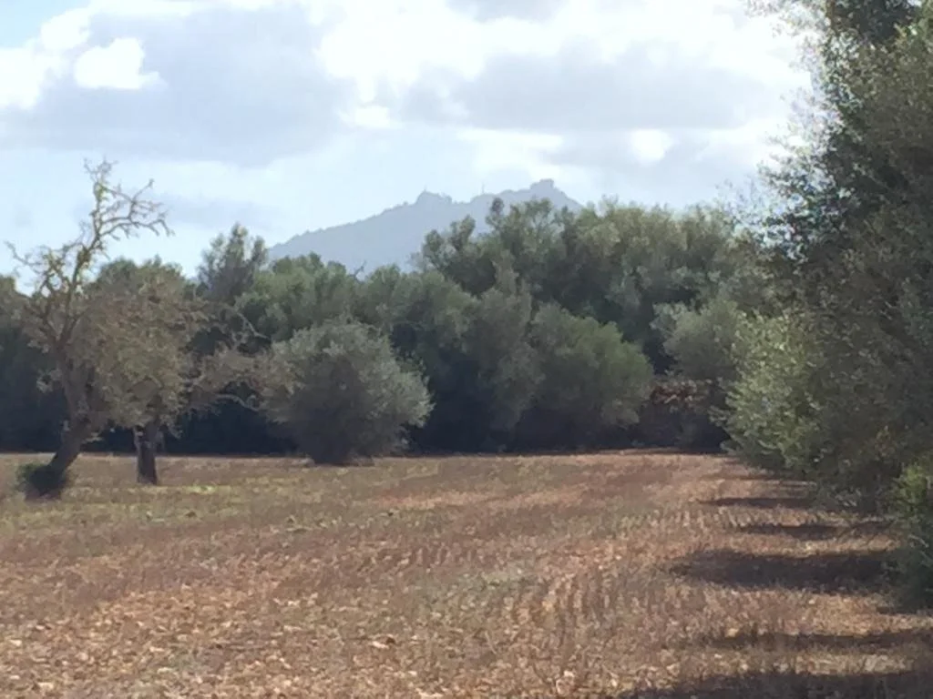 Rural plot near Felanitx, 28,132 m²