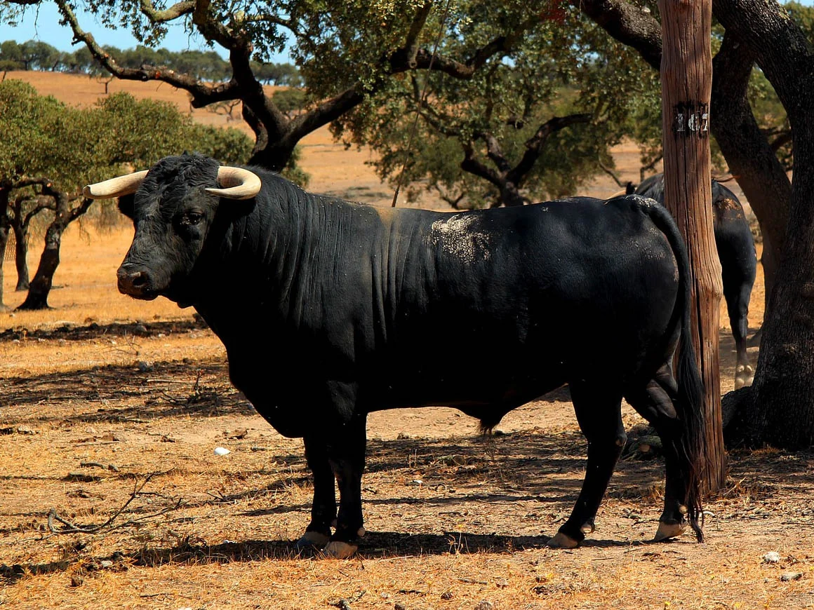 Madrid bull-breeding estate with villa