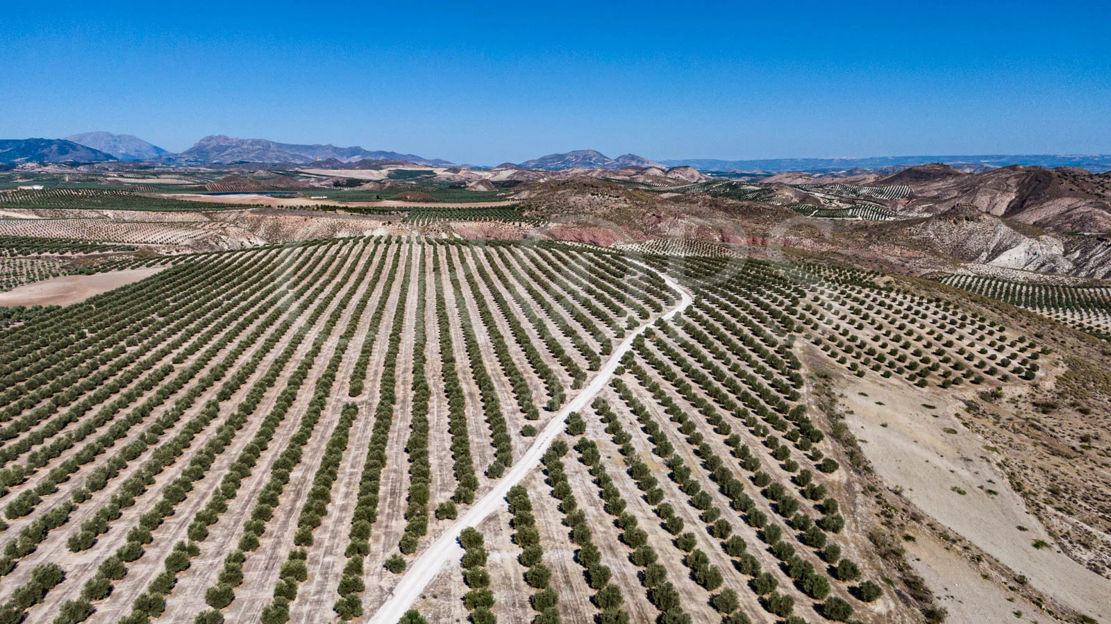 Large Jaén olive farm with hunting