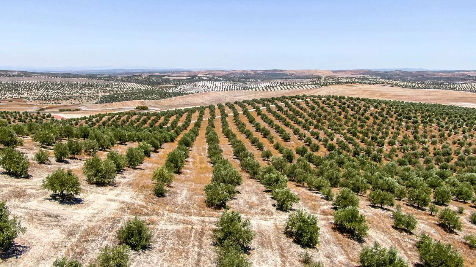 Jaén olive farm, 84.9 hectares