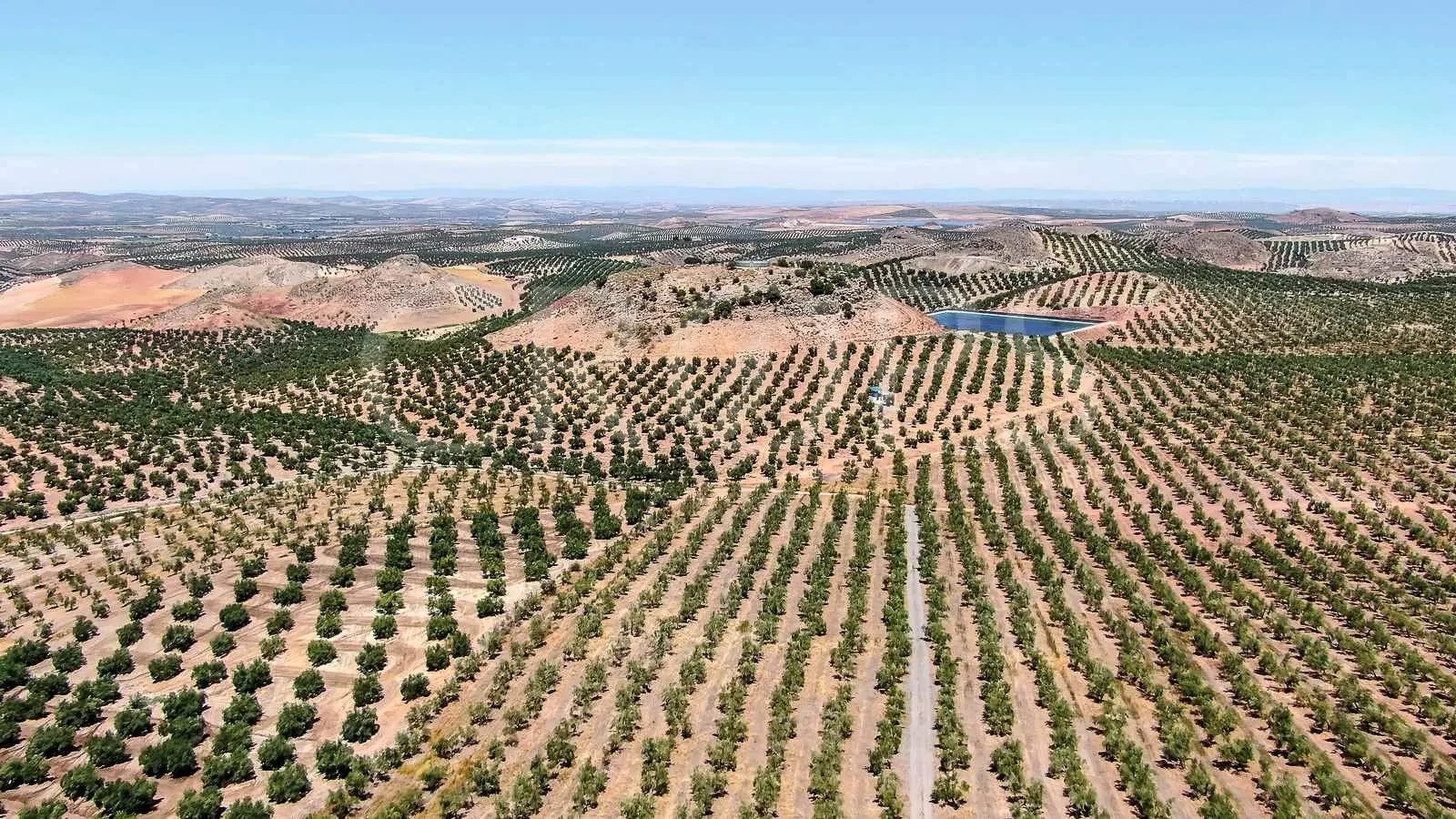Irrigated organic olive estate near Jaén