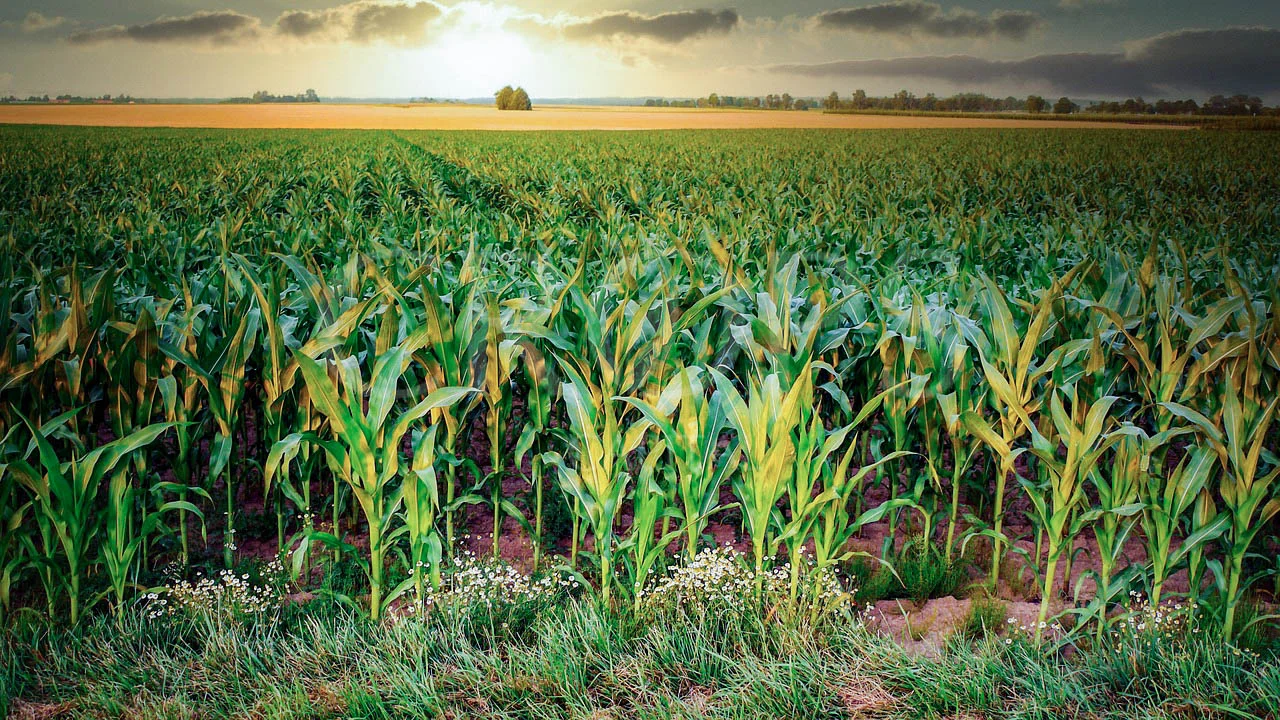 Irrigated agricultural land near Albalate