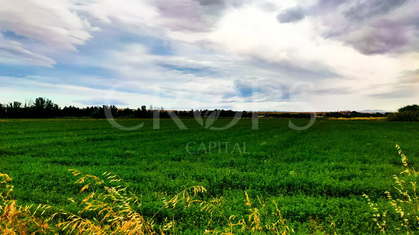 Finca de regadío de 5 hectáreas cerca de Aranjuez