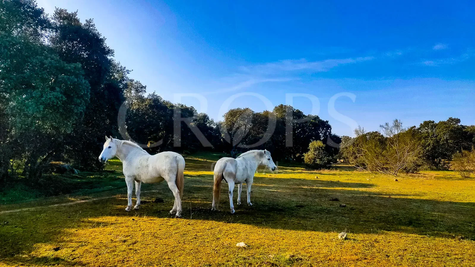45-Hectare Rural Estate Near Madrid