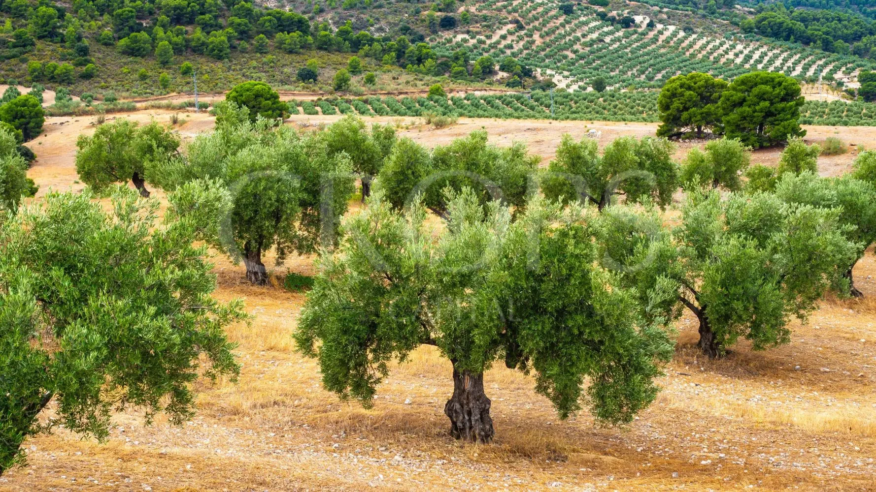 219-hectare olive and livestock estate