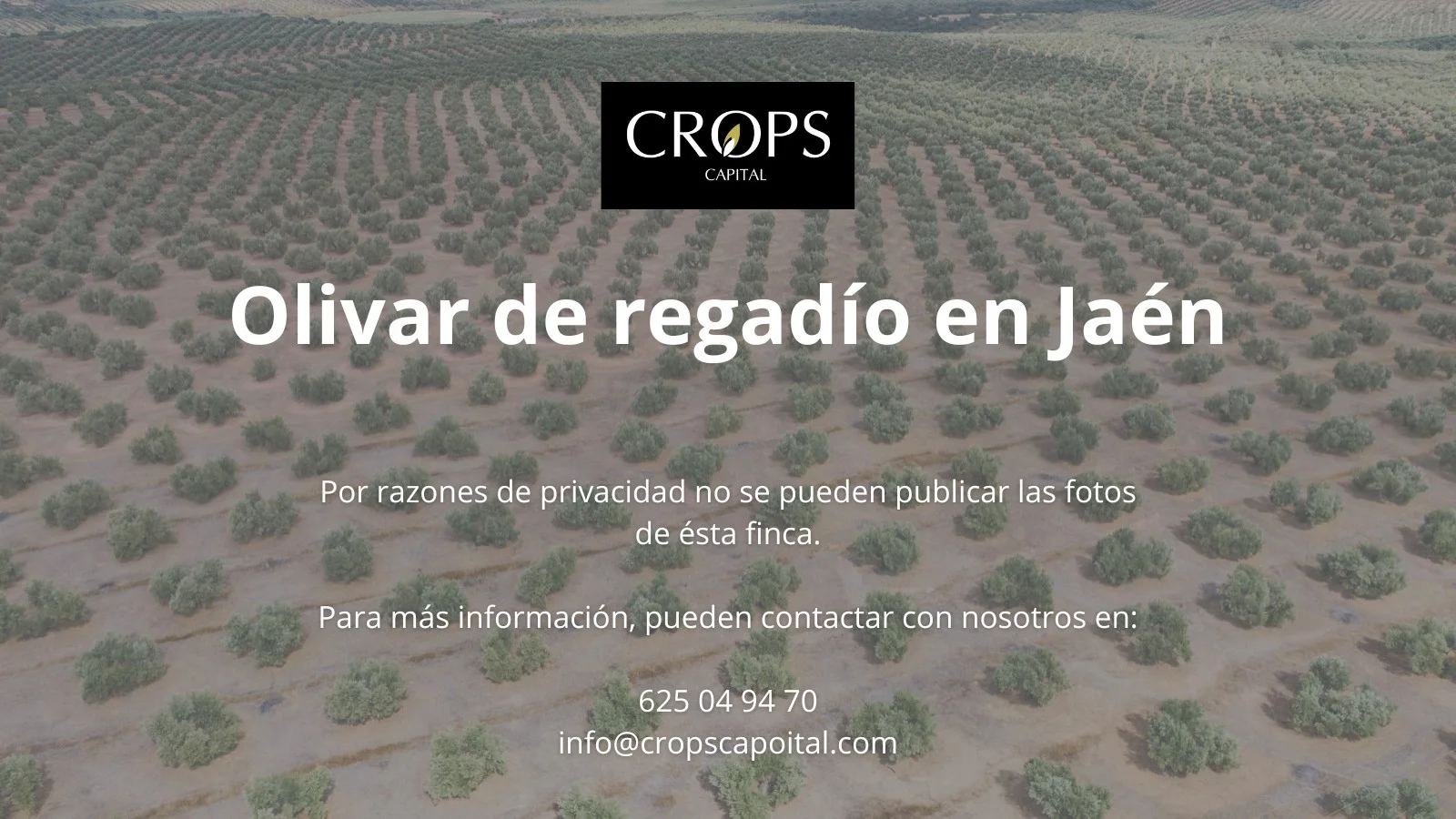 Irrigated olive farm with worker housing