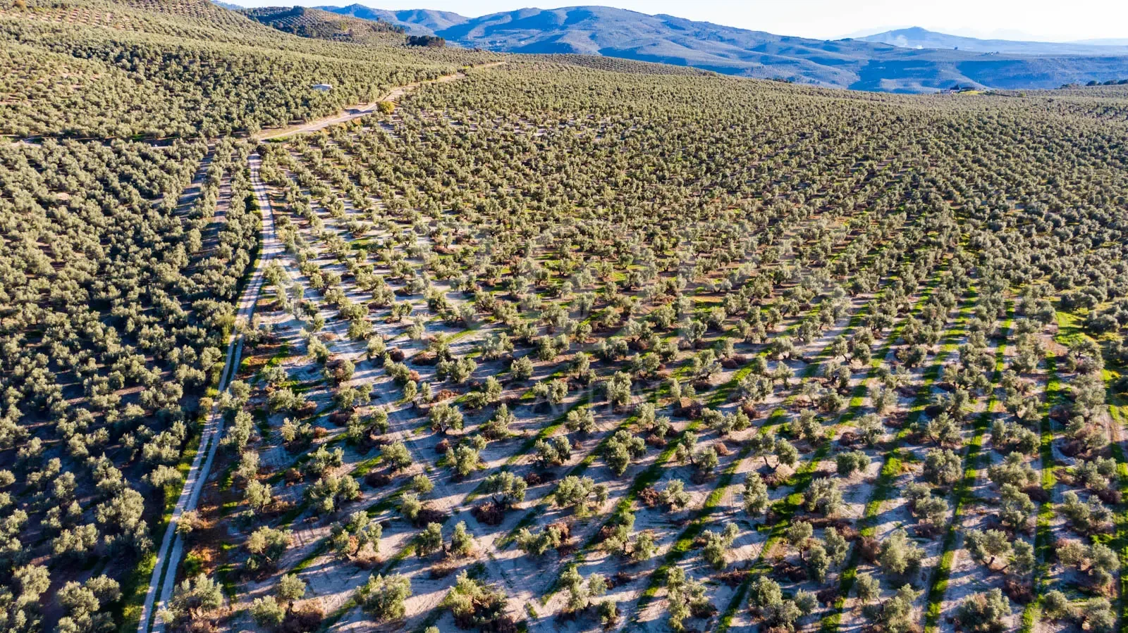 Finca olivarera de regadío de 37 hectáreas