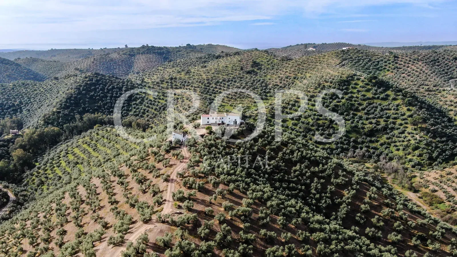 38-hectare olive estate with residences