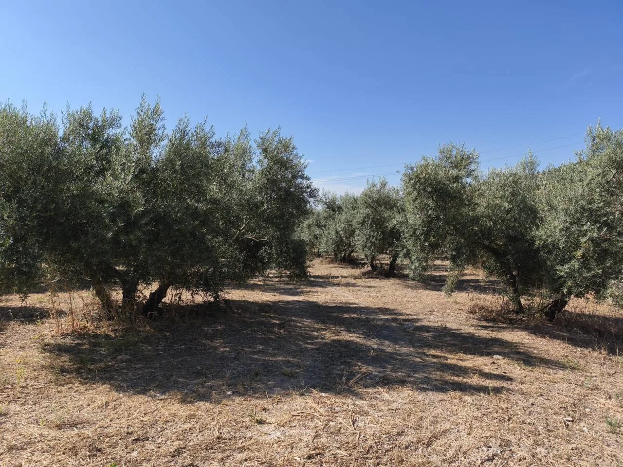 Olivar productivo con 2.200 olivos