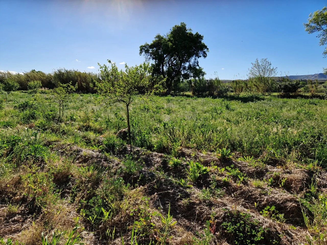 Irrigated rural land near Botorrita