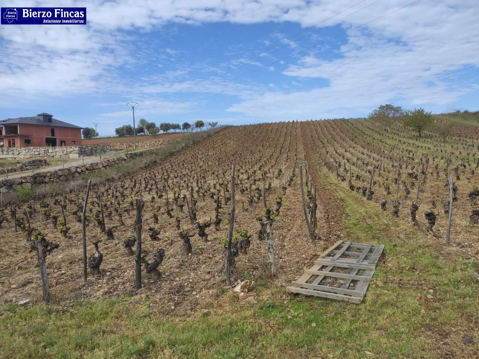 Mature vineyard in Camponaraya, 4 hectares