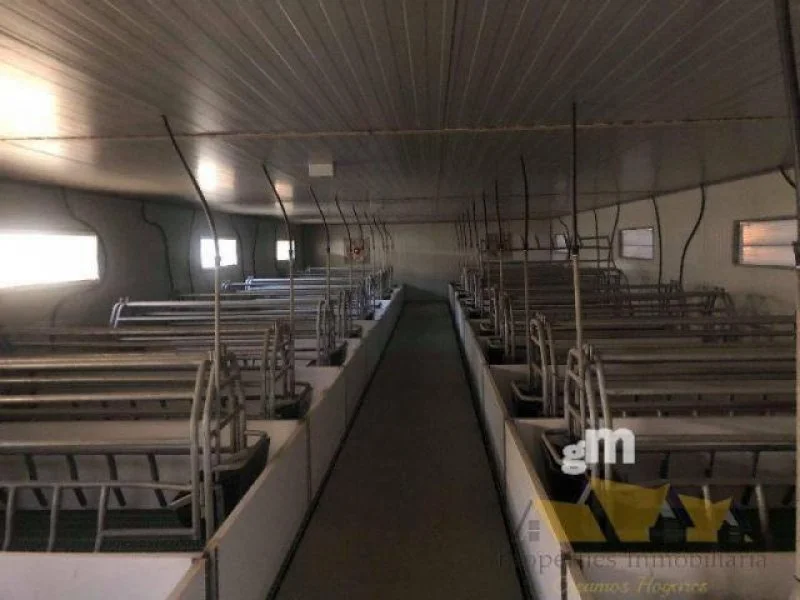 New pig farm with ten rooms