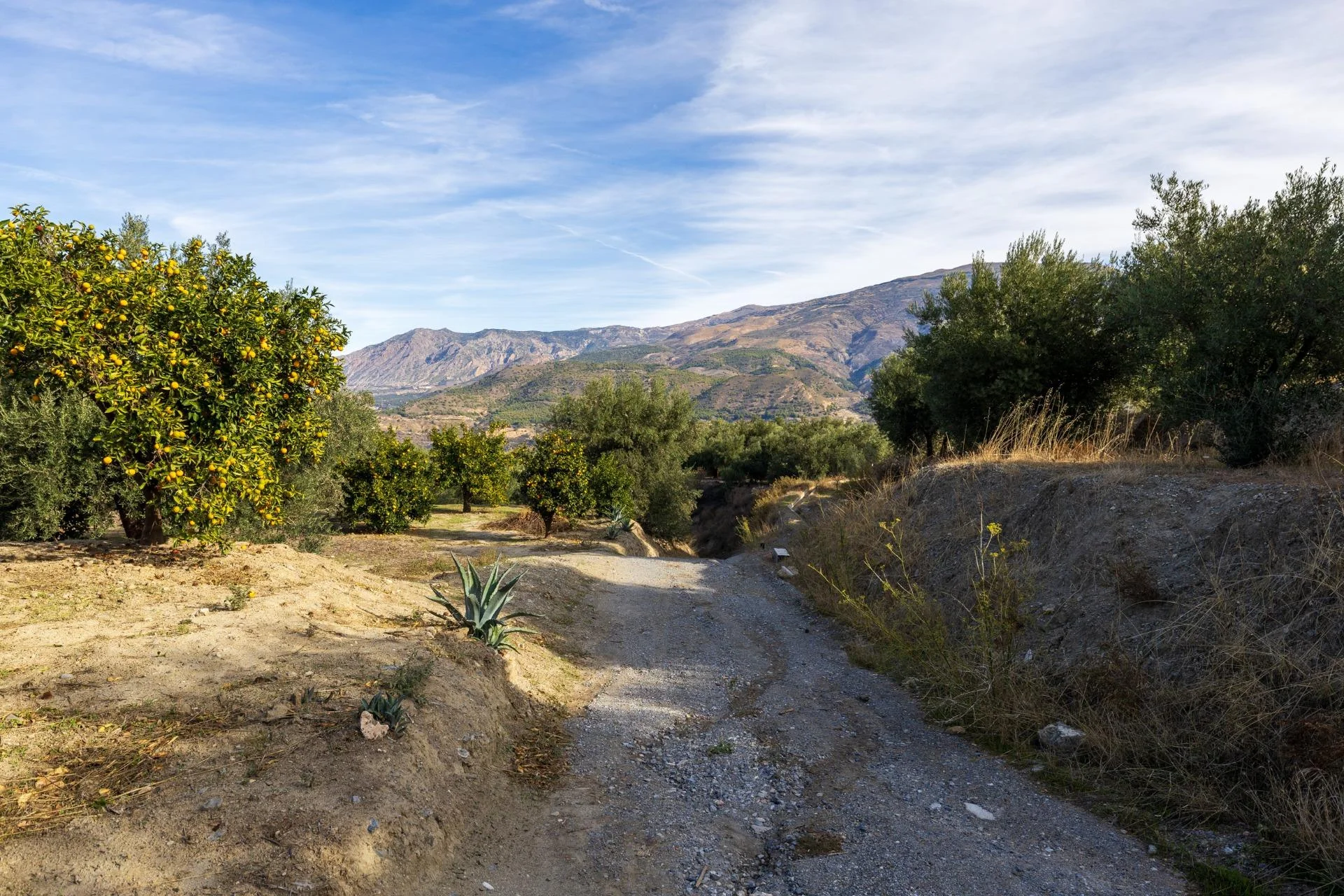 Finca rústica con olivar productivo