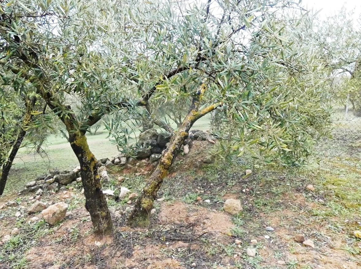 Rural plot near Peligros with well