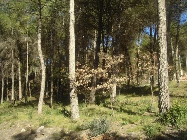 Flat residential plot in El Pinos
