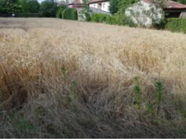 Flat elevated 800 m² plot in Codina