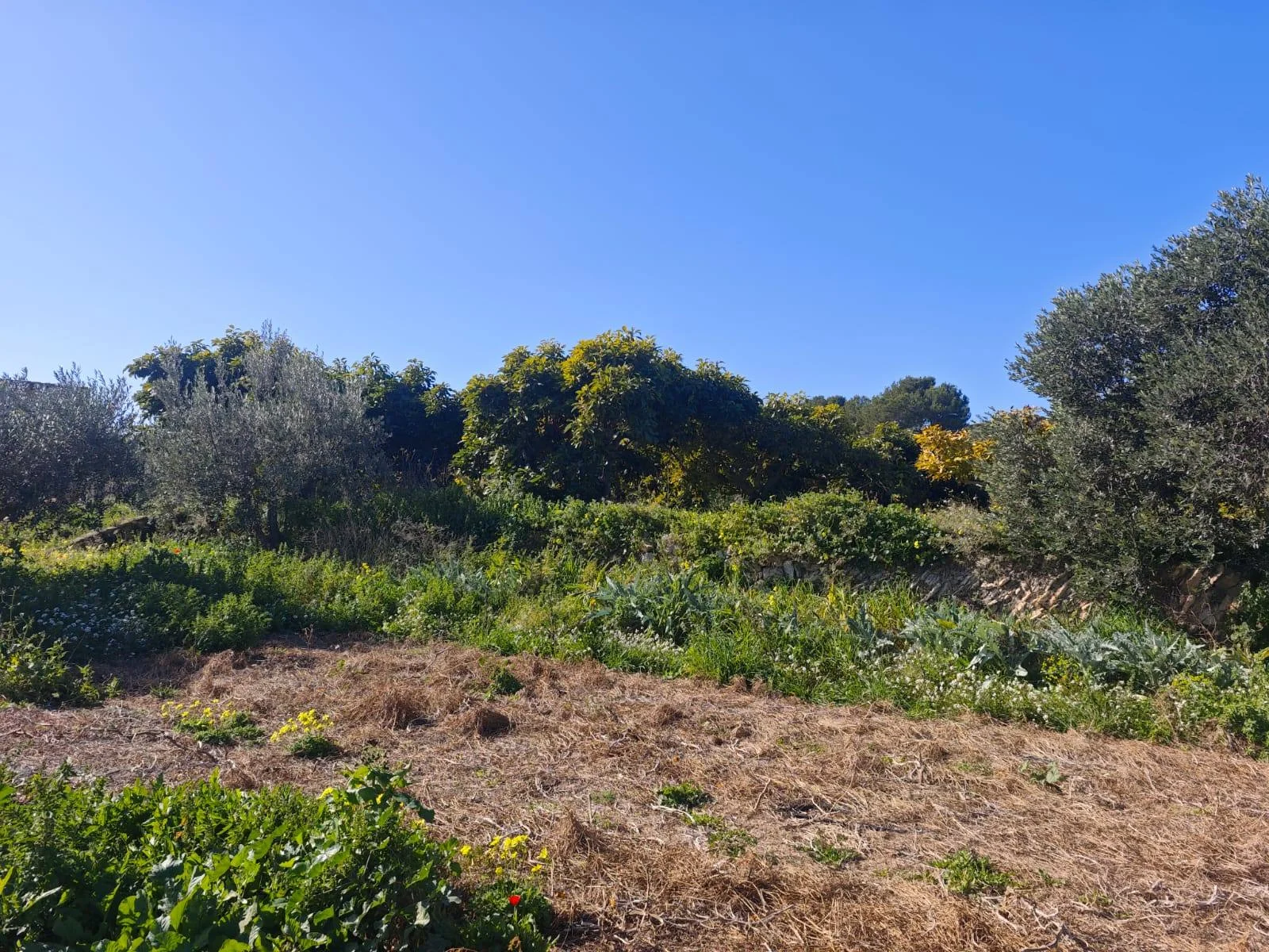 Parcela productiva de aguacates en Teulada