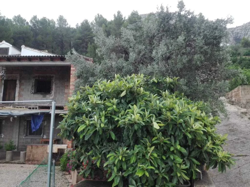 Country house finca in Pego