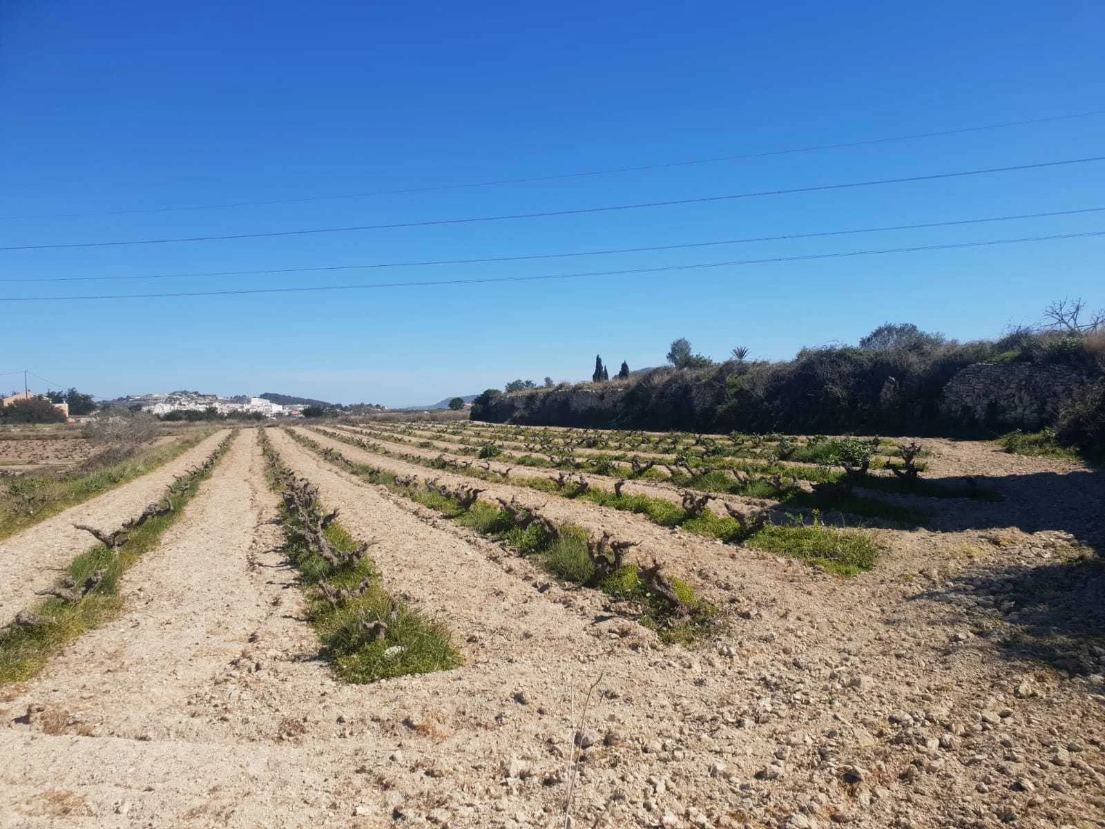 Rural plot in Teulada, 5,500 m²