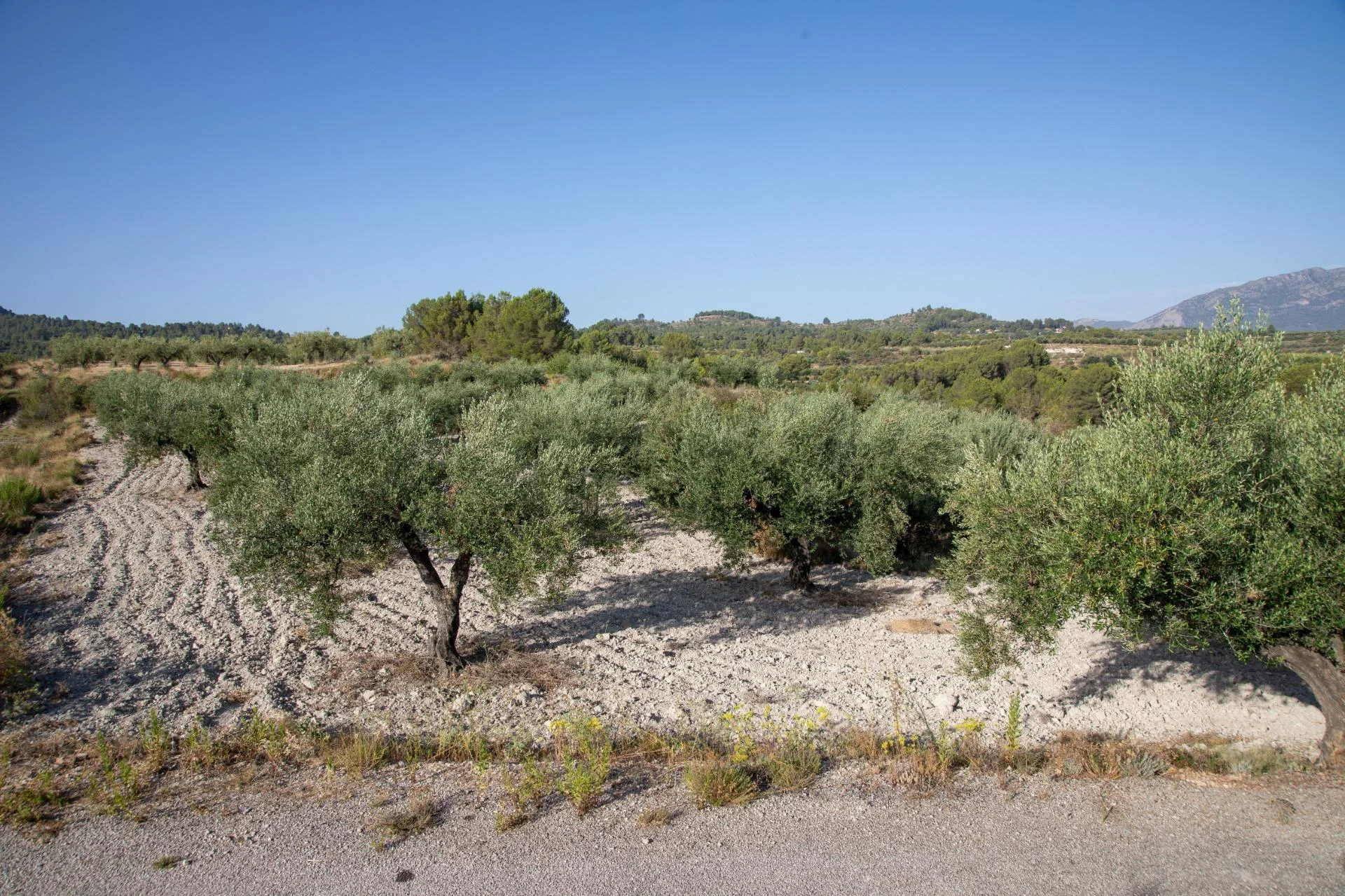 Productive agricultural land near Almudaina