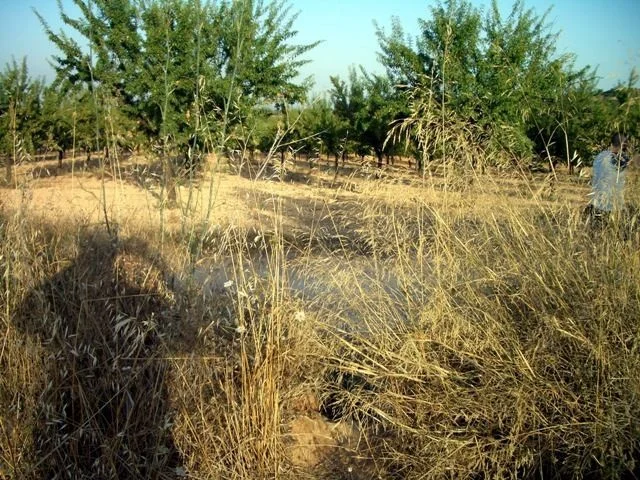 Flat rural plot near Chiva, 5300 m²