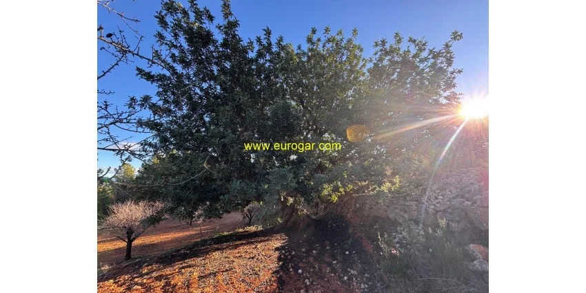 Parcela en Collado Royo de 5.010 m²