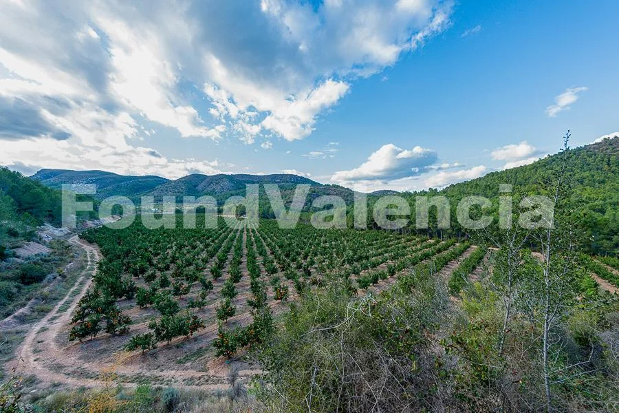 Citrus farm with 9.6-hectare plantation