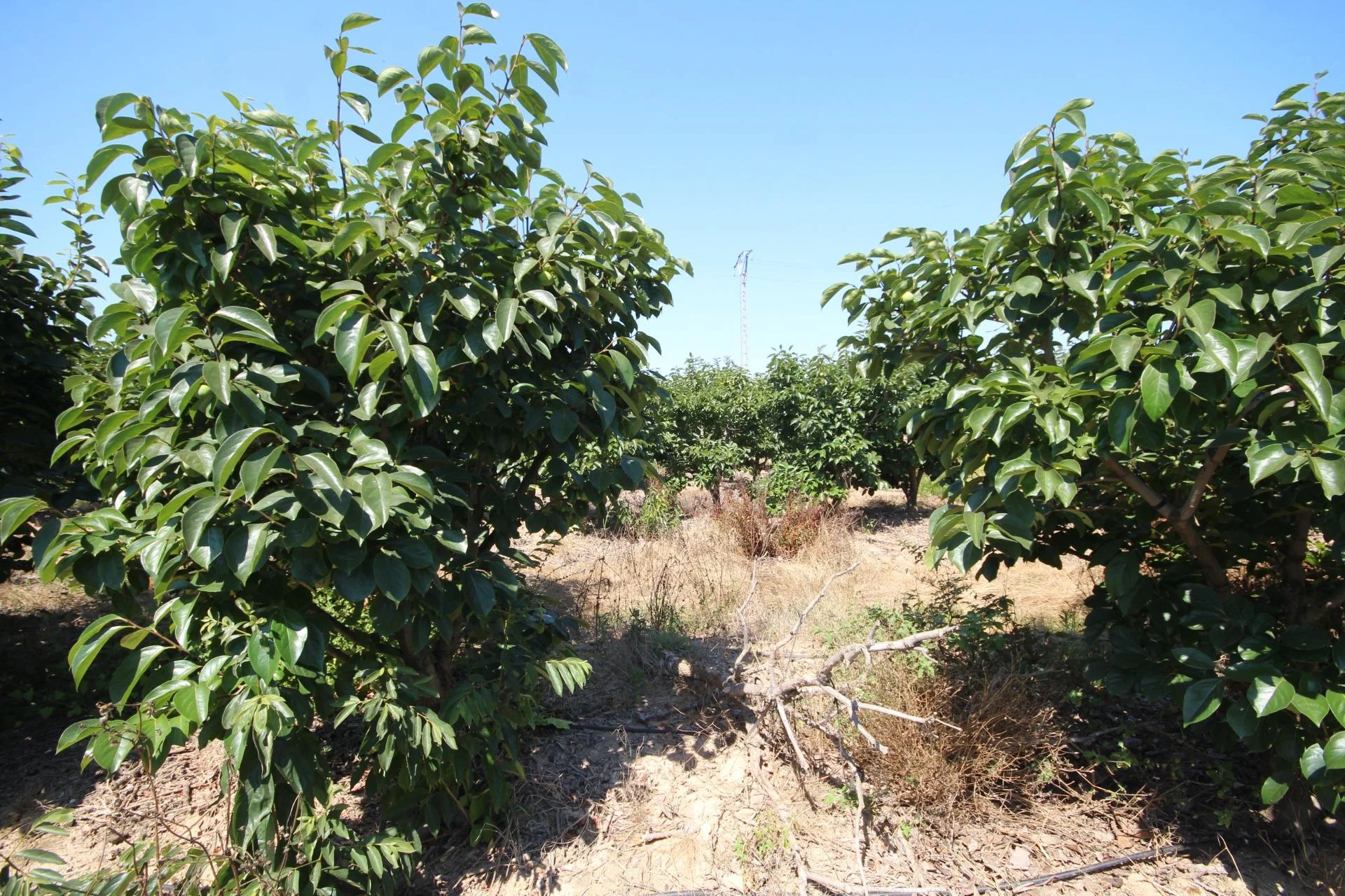 Productive citrus farm with private well