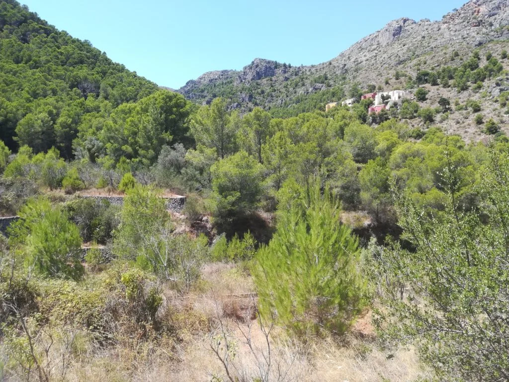Finca de naranjos en ladera cerca de Gandia