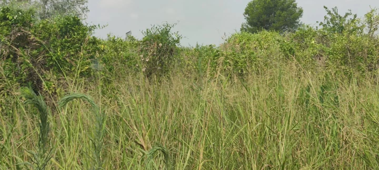 Industrial development land in Carcaixent