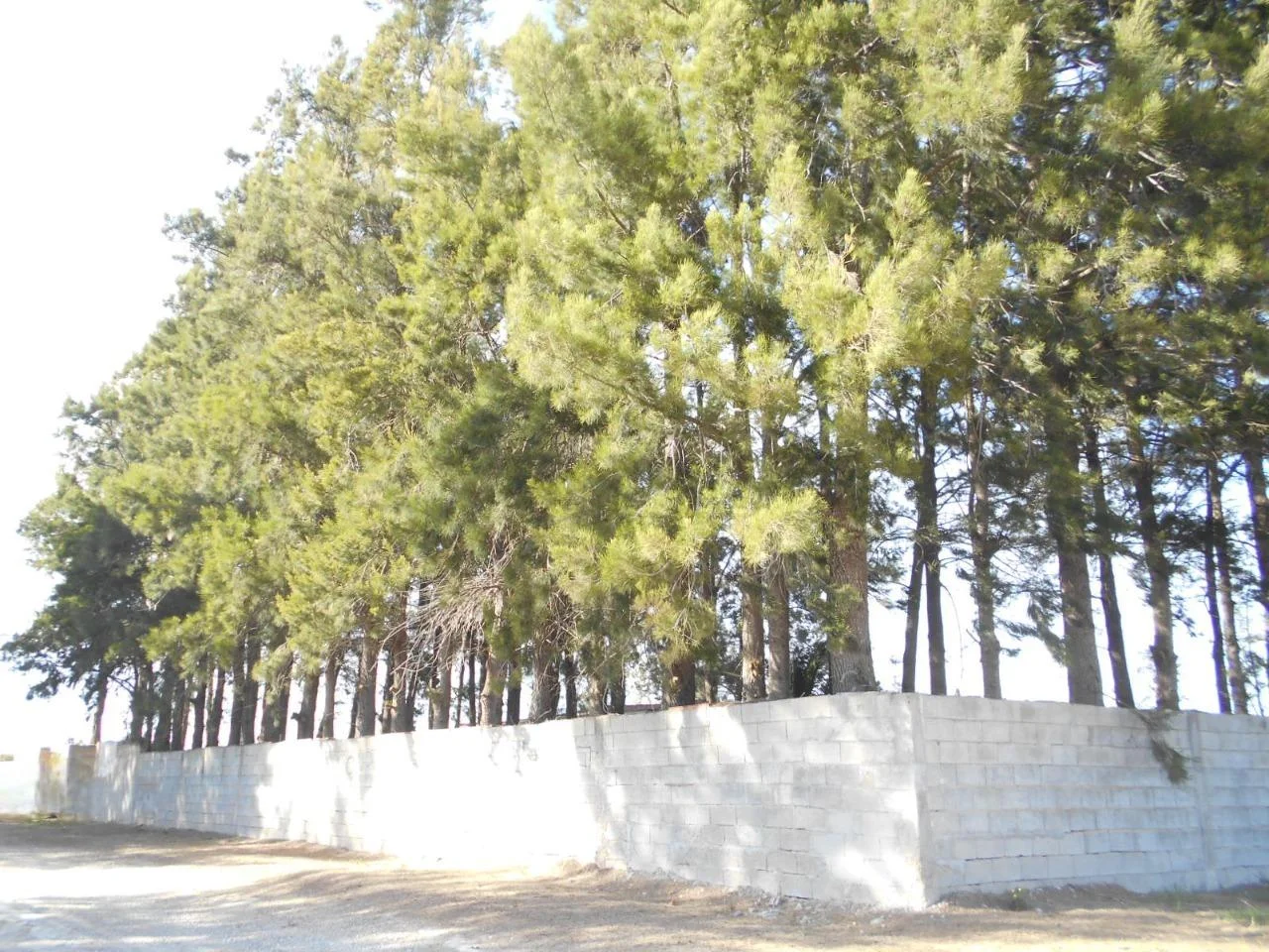 Parcela rústica cerca de Oliva con construcciones