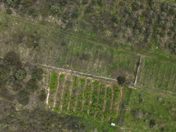 Rural plot near Barxeta, 9,793 m²