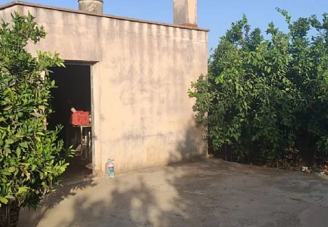 Naranjal con casa de almacén