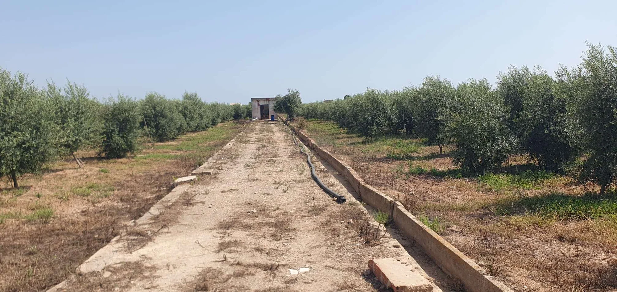 Terreno de olivos cerca de la playa de Cullera