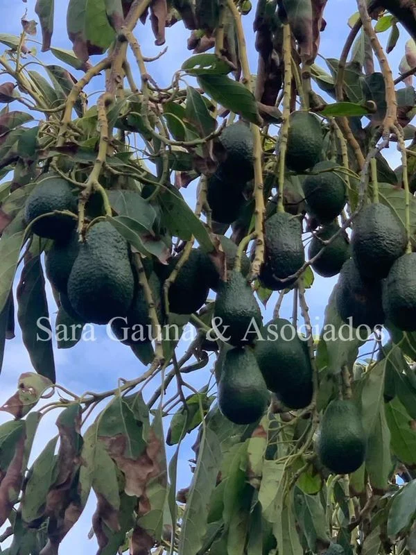 Productive avocado land with sea views