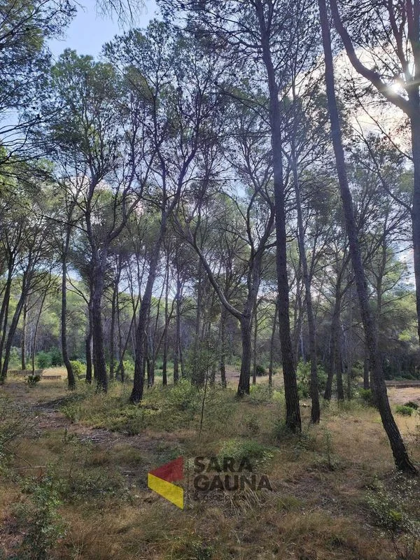 Gran parcela rústica cerca de Sagunto