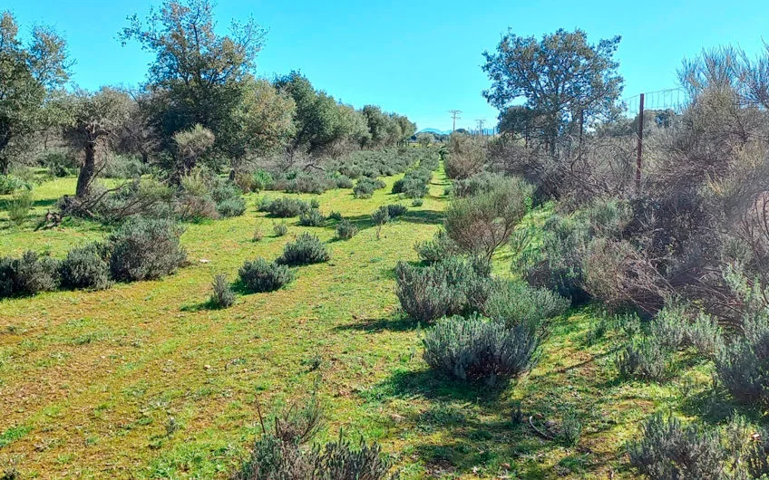 Urban Jaraicejo plot with water well