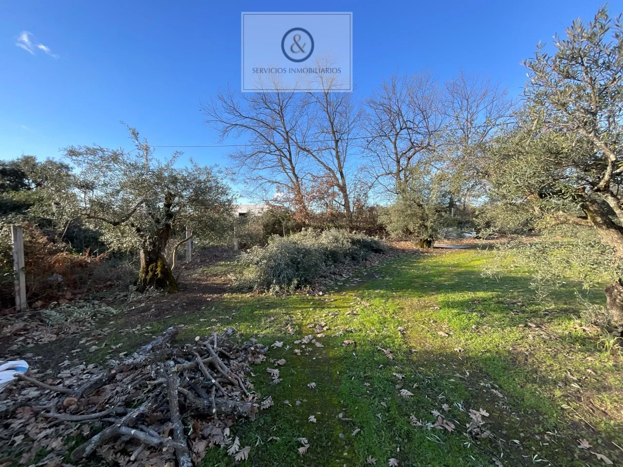 Olivar con suelo industrial cerca de Candeleda