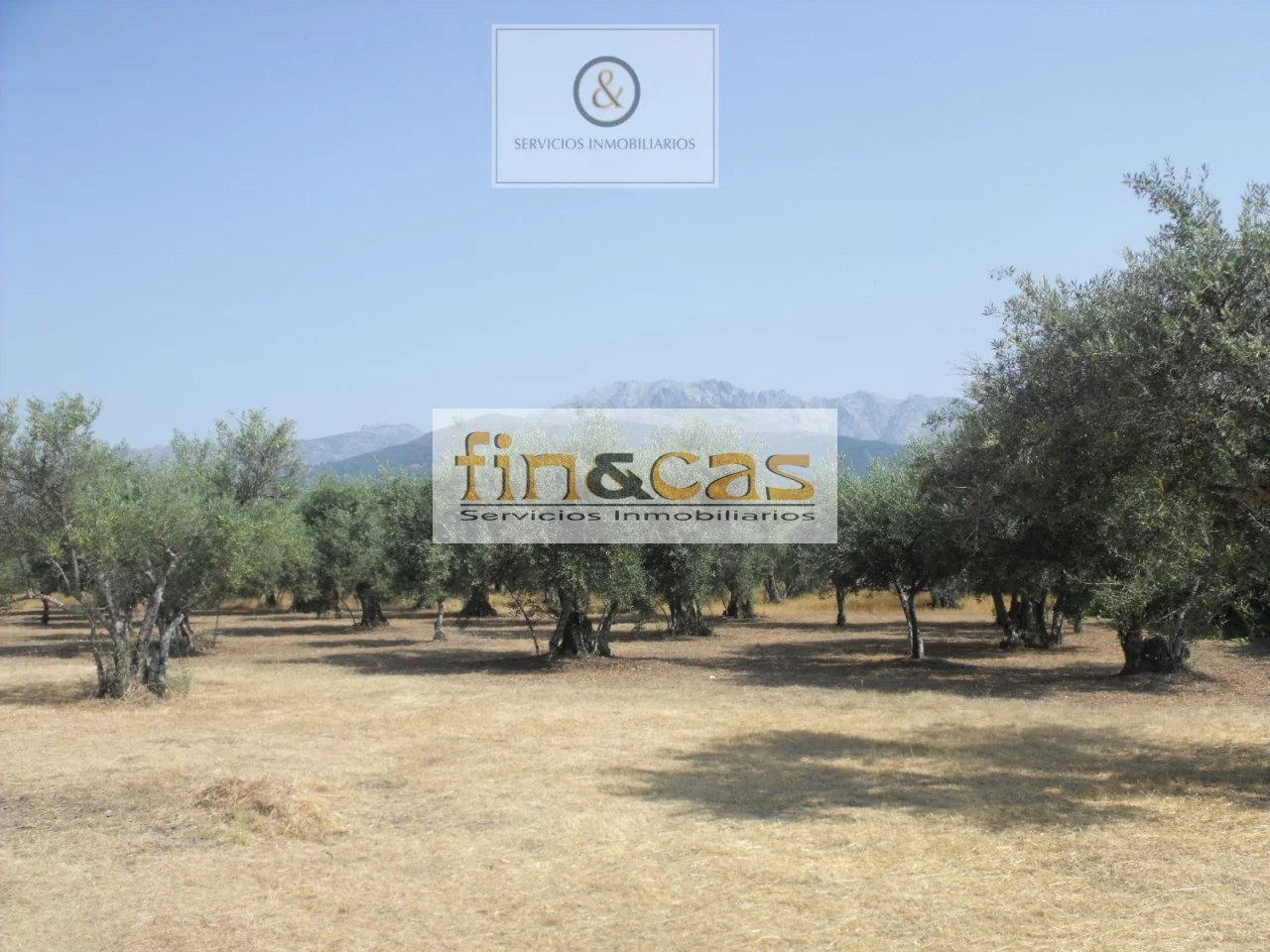 Olivar en Candeleda cerca del pueblo