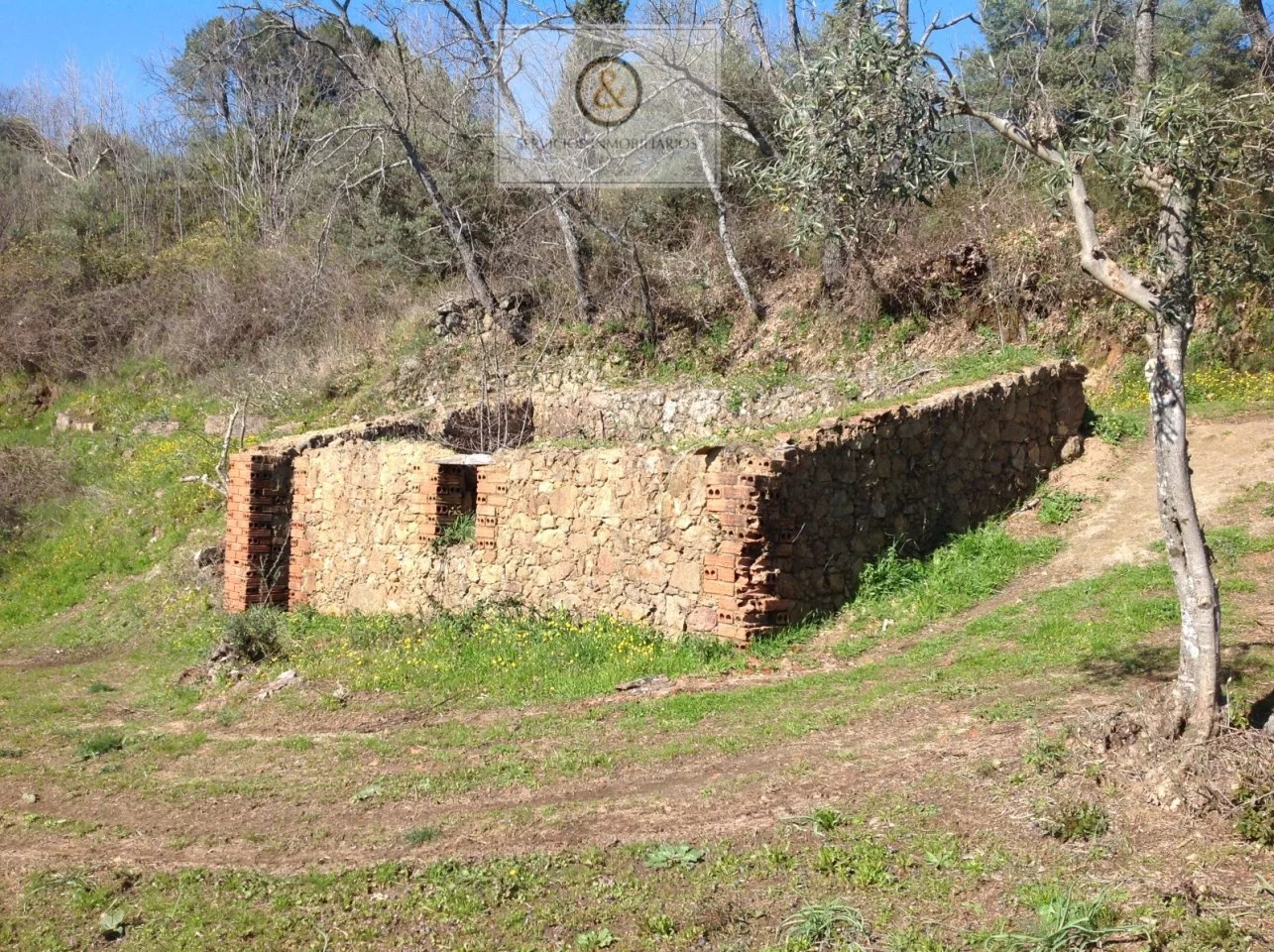 Olivar rústico cerca de Candeleda