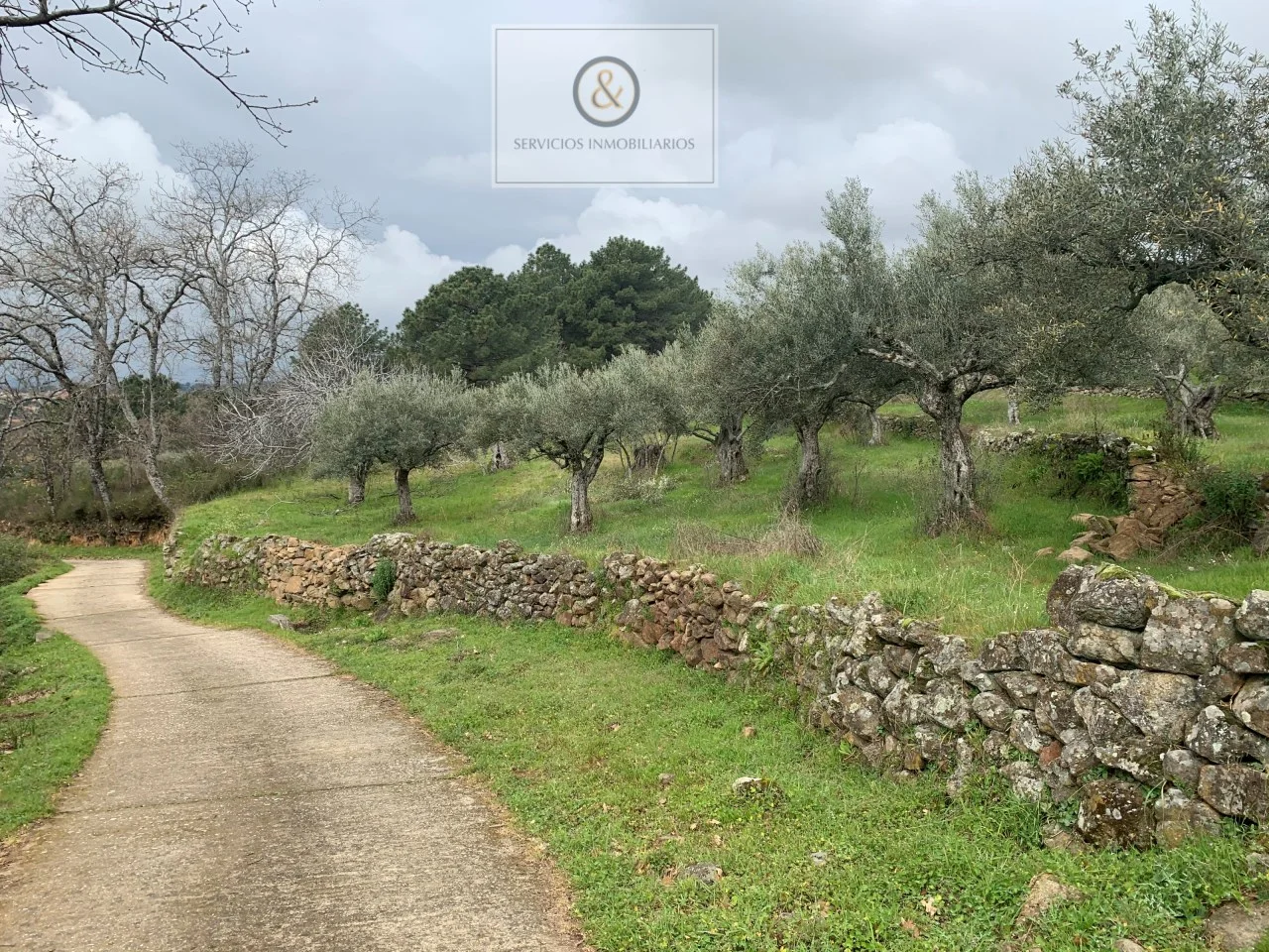 Olivar rústico cerca de Candeleda