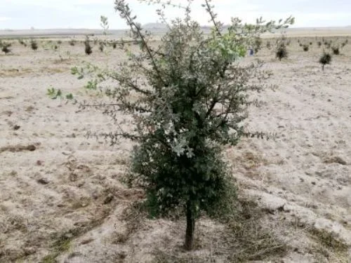 Finca trufera cerca de Almenara de Adaja