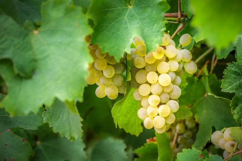 Finca vitivinícola productiva cerca de Ciudad Real